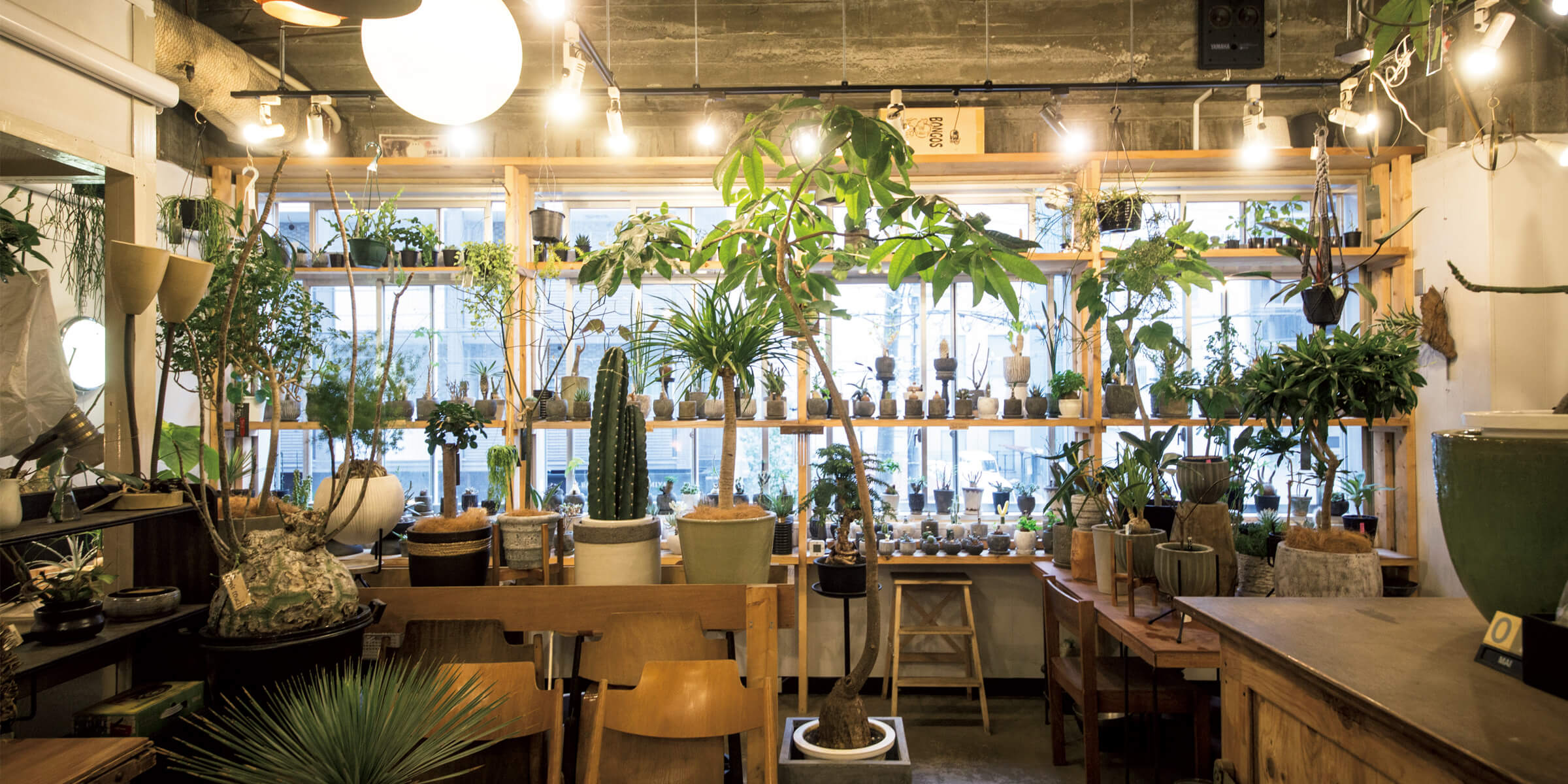 兵庫〈DE LA PLANTA〉〈園芸屋たなか〉京都〈植木屋 GREEN PLAZA
