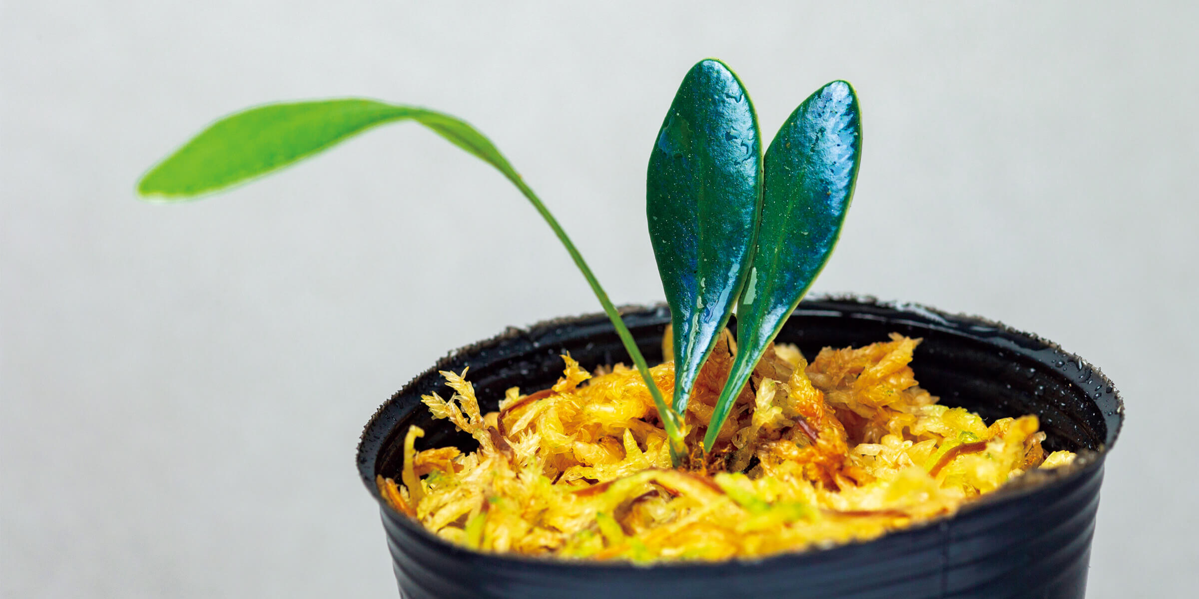 pleurothallis dodsonii ミニチュアオーキッド珍奇植物ラン pleurothallis dodsonii ミニチュアオーキッド珍奇植物ラン