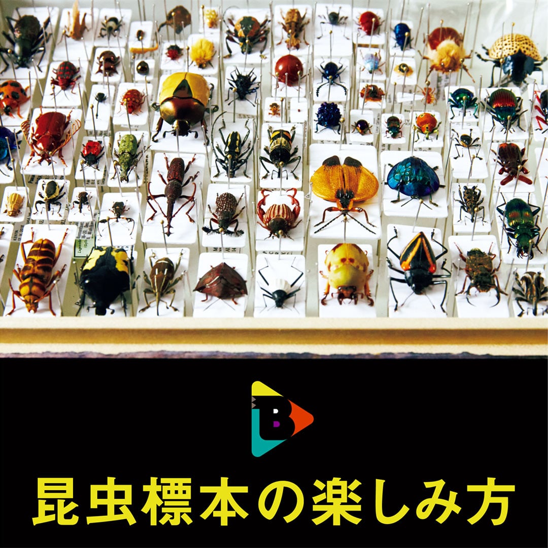 激レア　青いクリスマスビートル　昆虫標本　虫 51H3uXX2+QL._AC_SY200_QL15_.jpg
