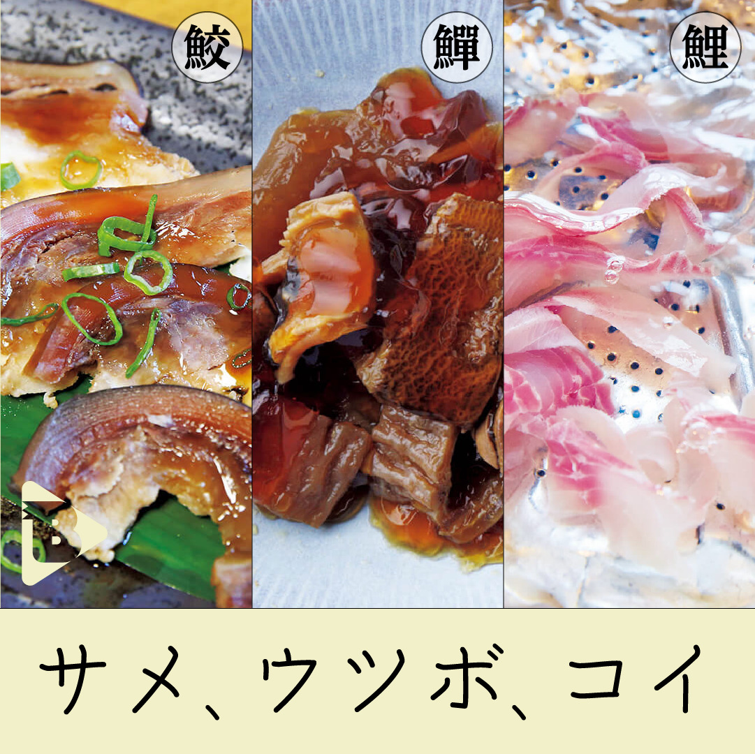 デイリーブルータス 349 サメ、ウツボ、コイ