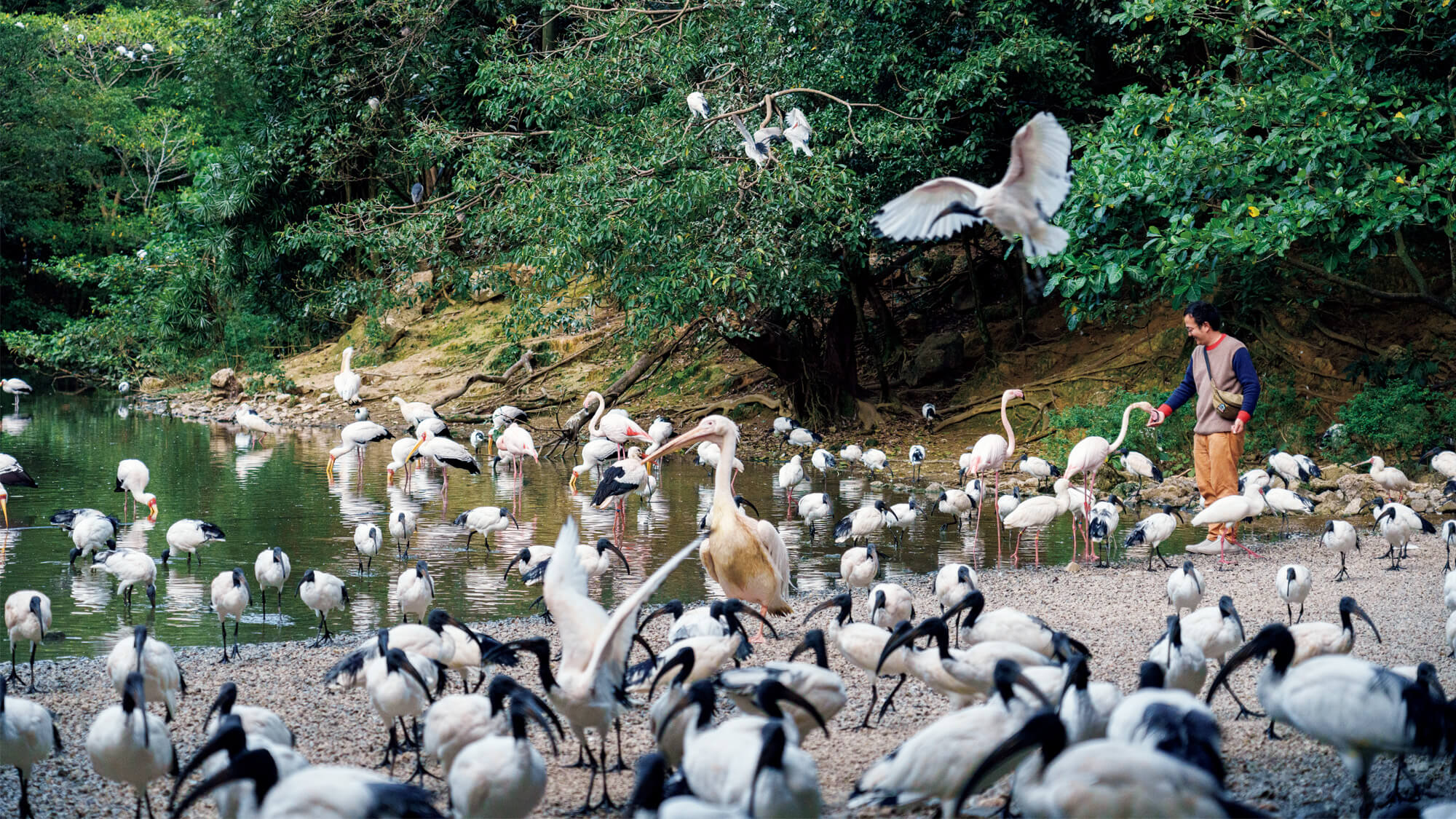 700羽の鳥が恐竜に見えてくる⁉沖縄〈ネオパークオキナワ〉でリアル