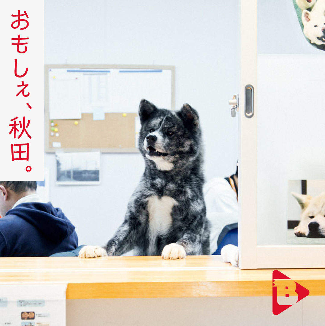 デイリーブルータス おもしぇ、秋田。