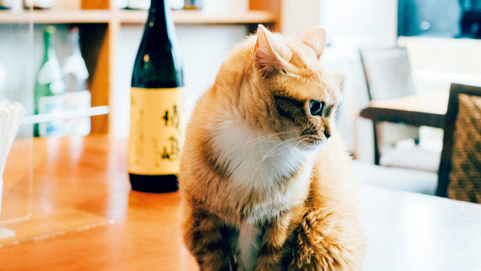 飲食店に猫がいたっていい。酒場を盛り上げる看板猫のトム