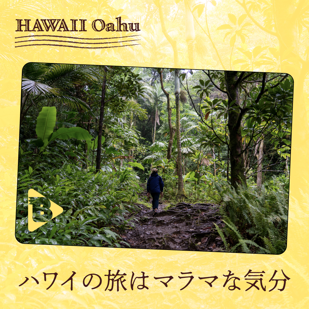 デイリーブルータス418 ハワイの旅はマラマな気分