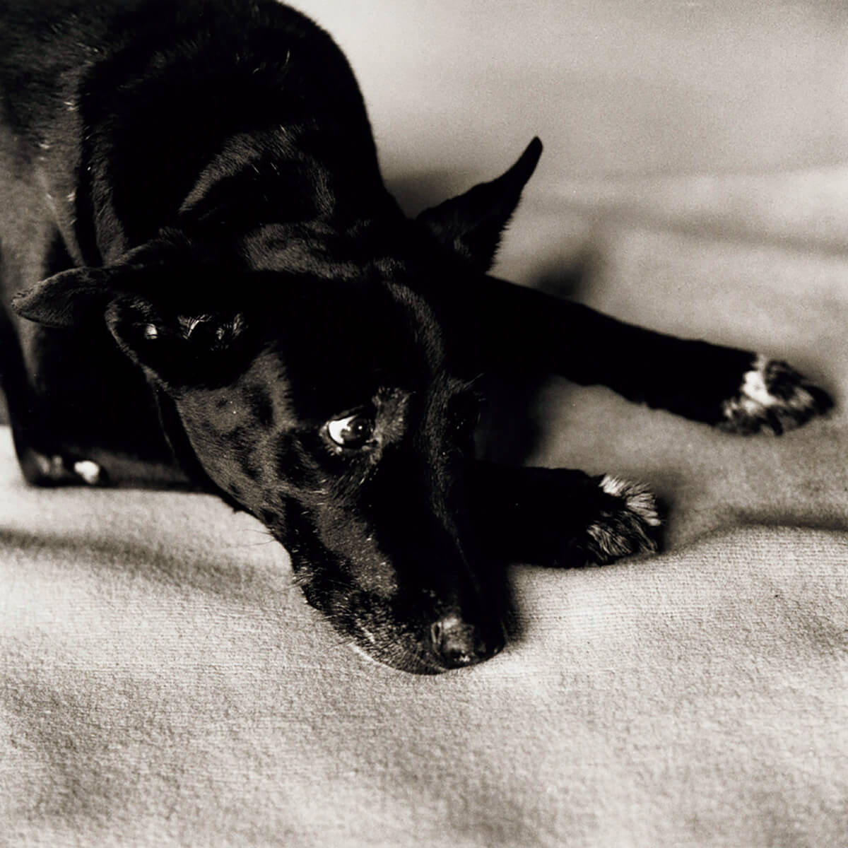 ピーター・フジャー作 「Clarissa Dalrymple's Dog, Kirsten」