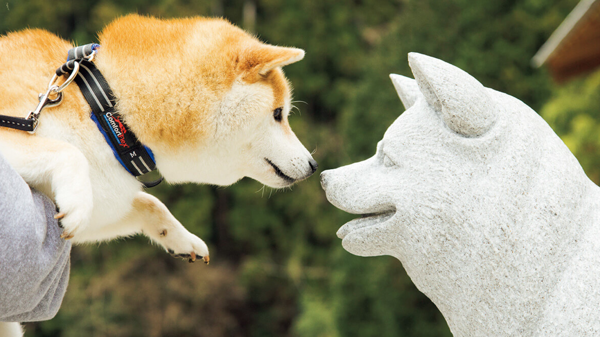 スター犬だいふく。柴犬のルーツ、島根へ | ブルータス| BRUTUS.jp