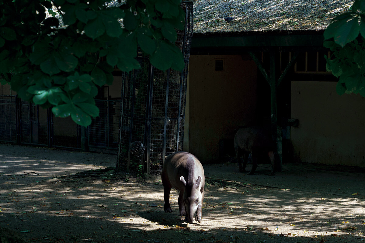 オランダのアムステルダムの動物園〈ARTIS〉