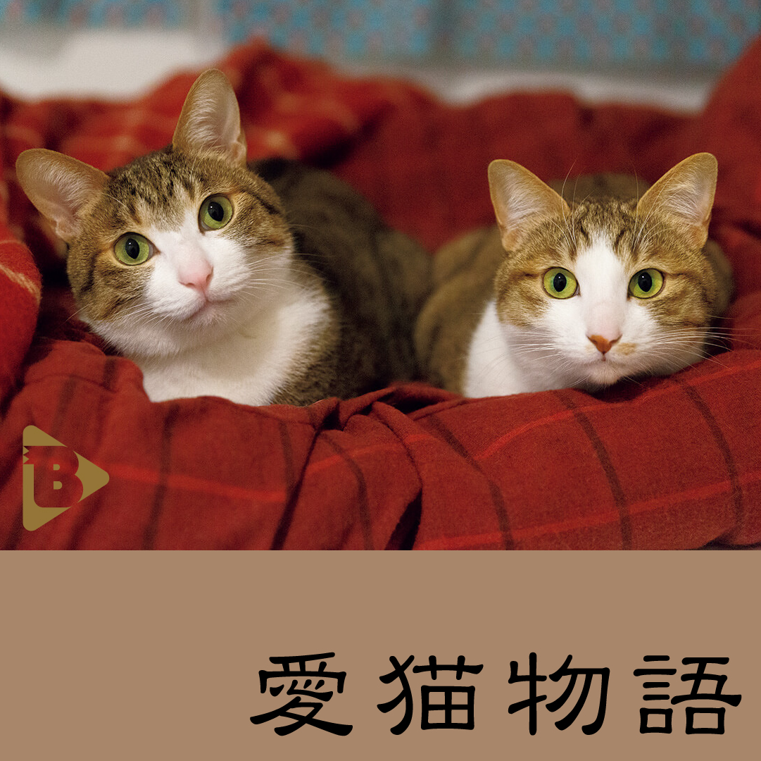 デイリーブルータス_愛猫物語