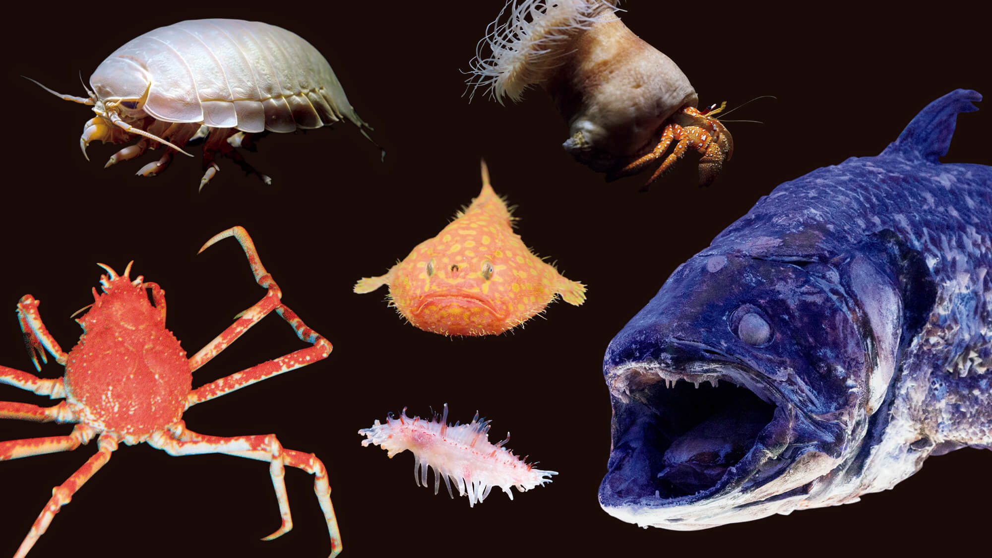 水族館で出会いたい、水の生き物図鑑 ～深海生物編