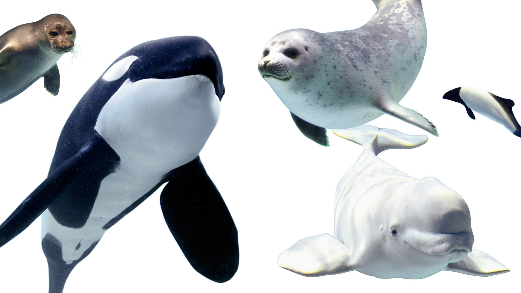 水族館で出会いたい、水の生き物図鑑 〜海獣編〜 | ブルータス| BRUTUS.jp