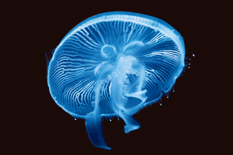 水族館で出会いたい、水の生き物図鑑 〜クラゲ編〜 | ブルータス| BRUTUS.jp