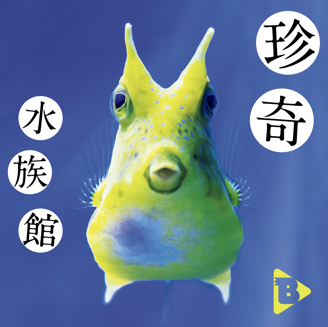 デイリーブルータス_珍奇水族館