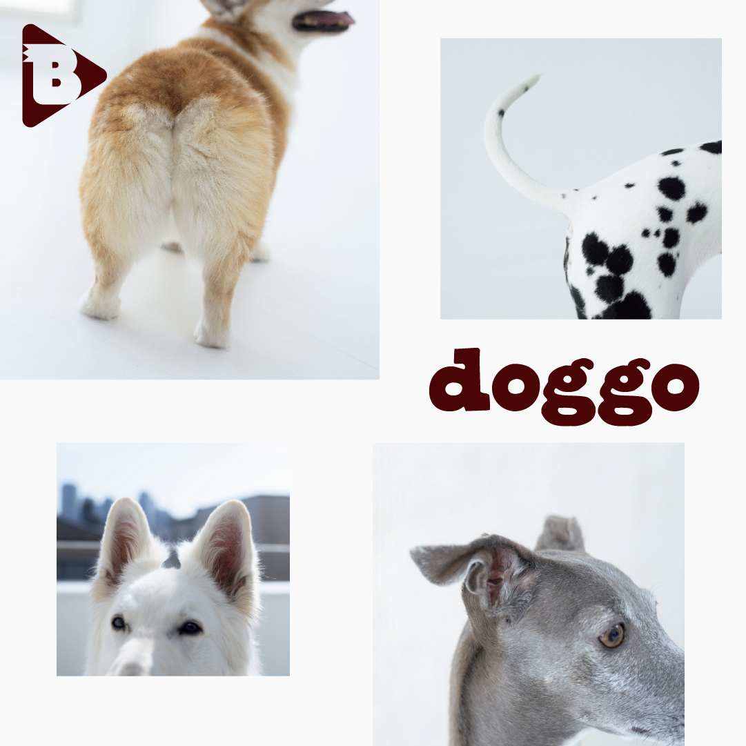 デイリーブルータス_doggo