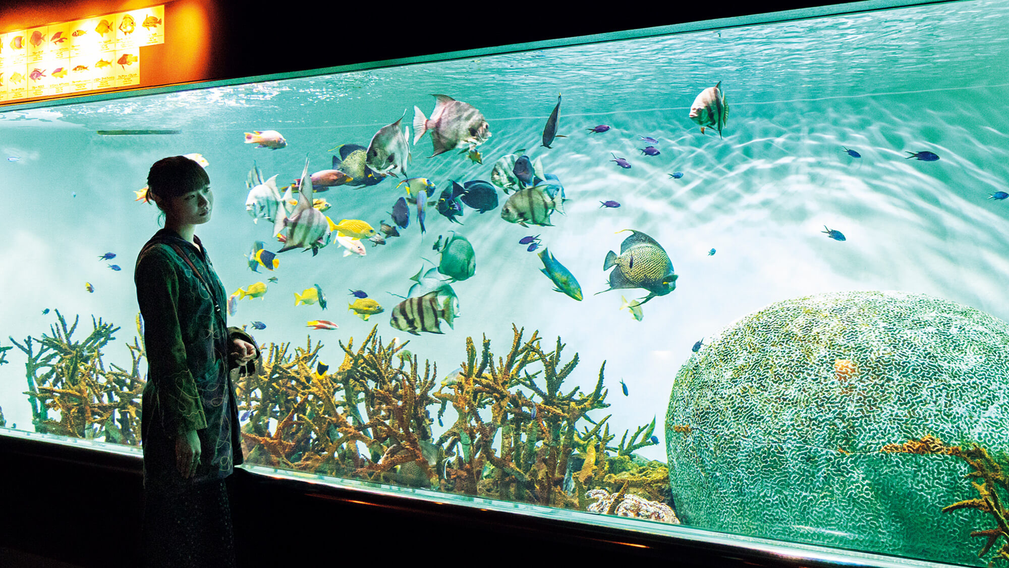 熱帯魚を見るなら、〈葛西臨海水族園〉へ。Tsugumiと巡る世界各地の海