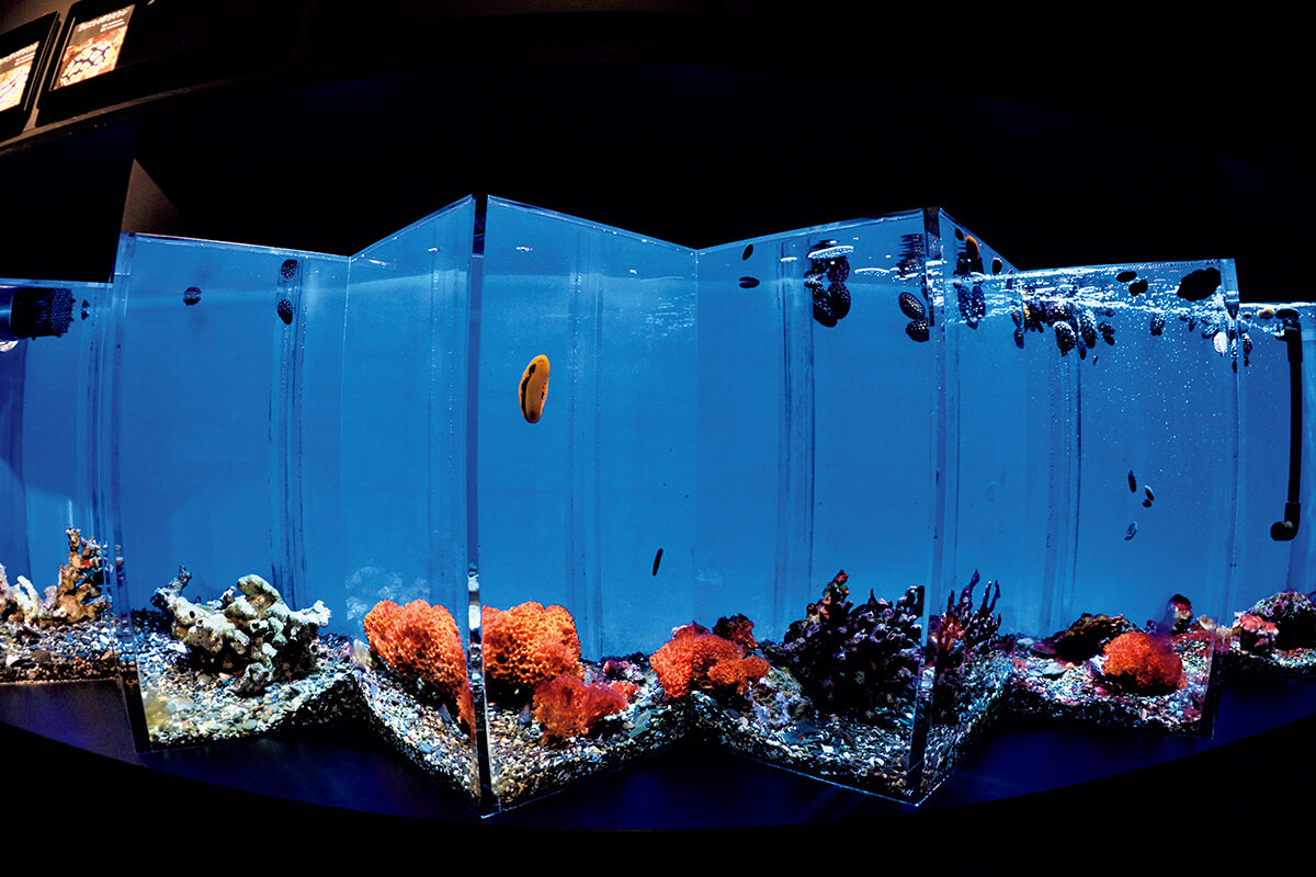 高知〈足摺海洋館SATOUMI〉館内