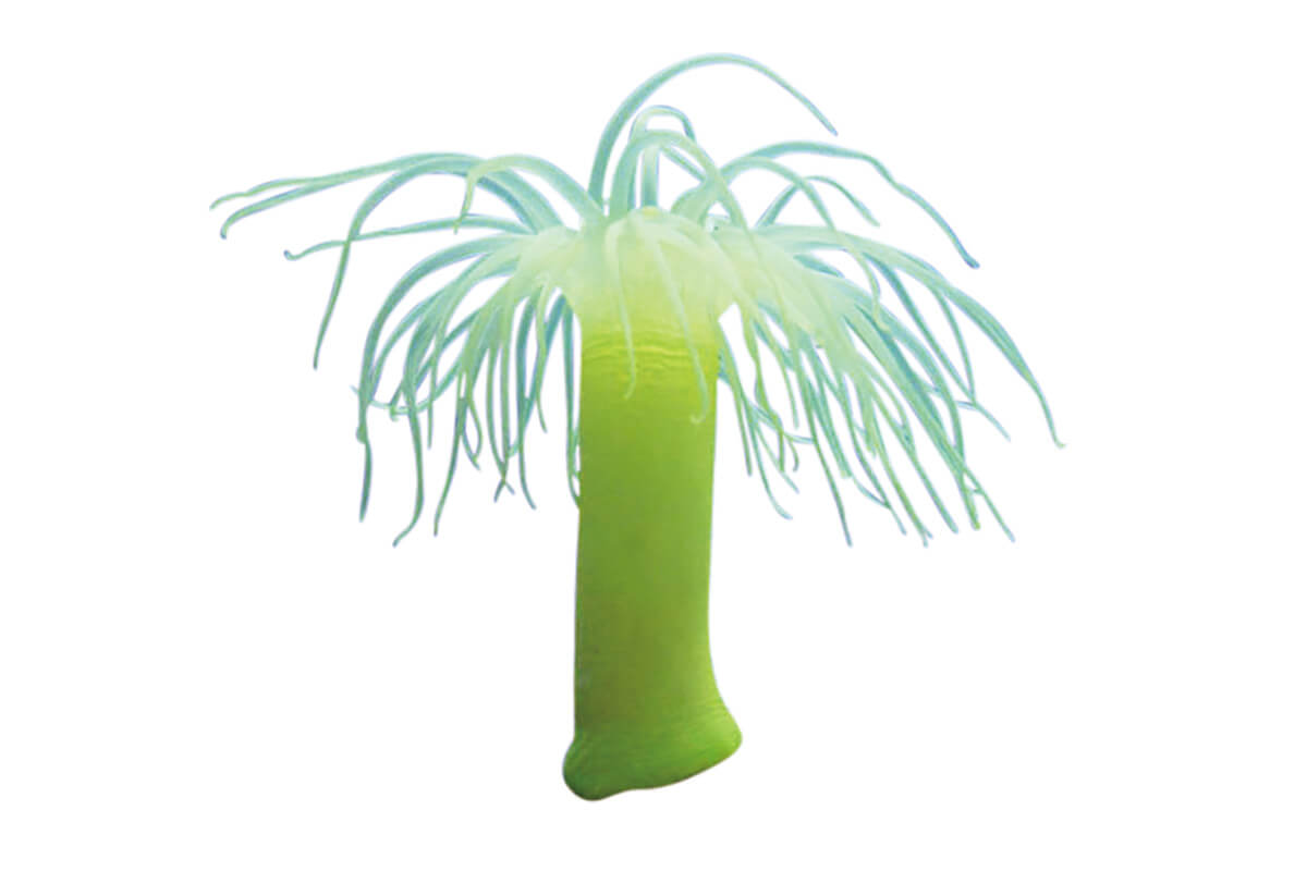 オオカワリギンチャク