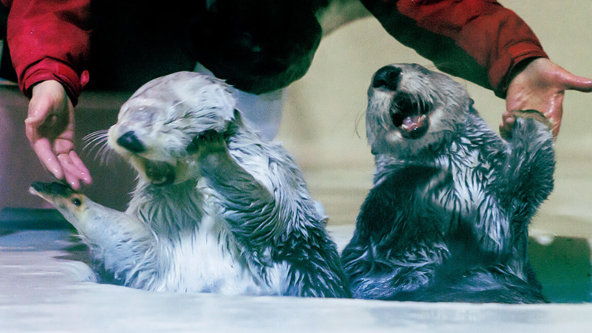 ぼのぼの』作者・いがらしみきおと考える、海獣たちのいるところ。三重