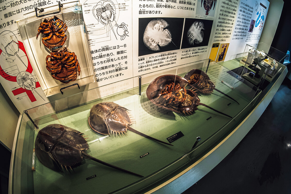 岡山〈笠岡市立カブトガニ博物館〉館内