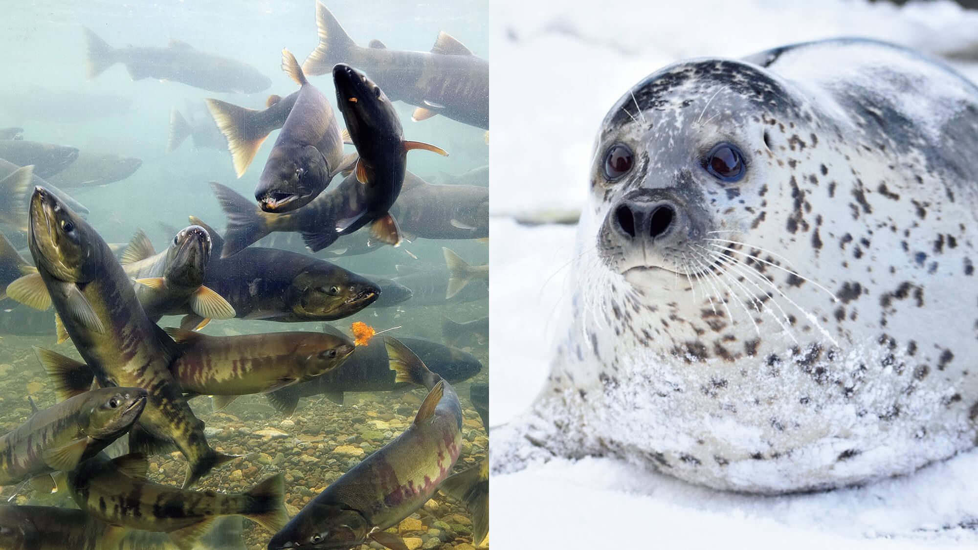 アザラシ、クジラetc. 特定の種類をじっくり観察！“特化型”水族館6選