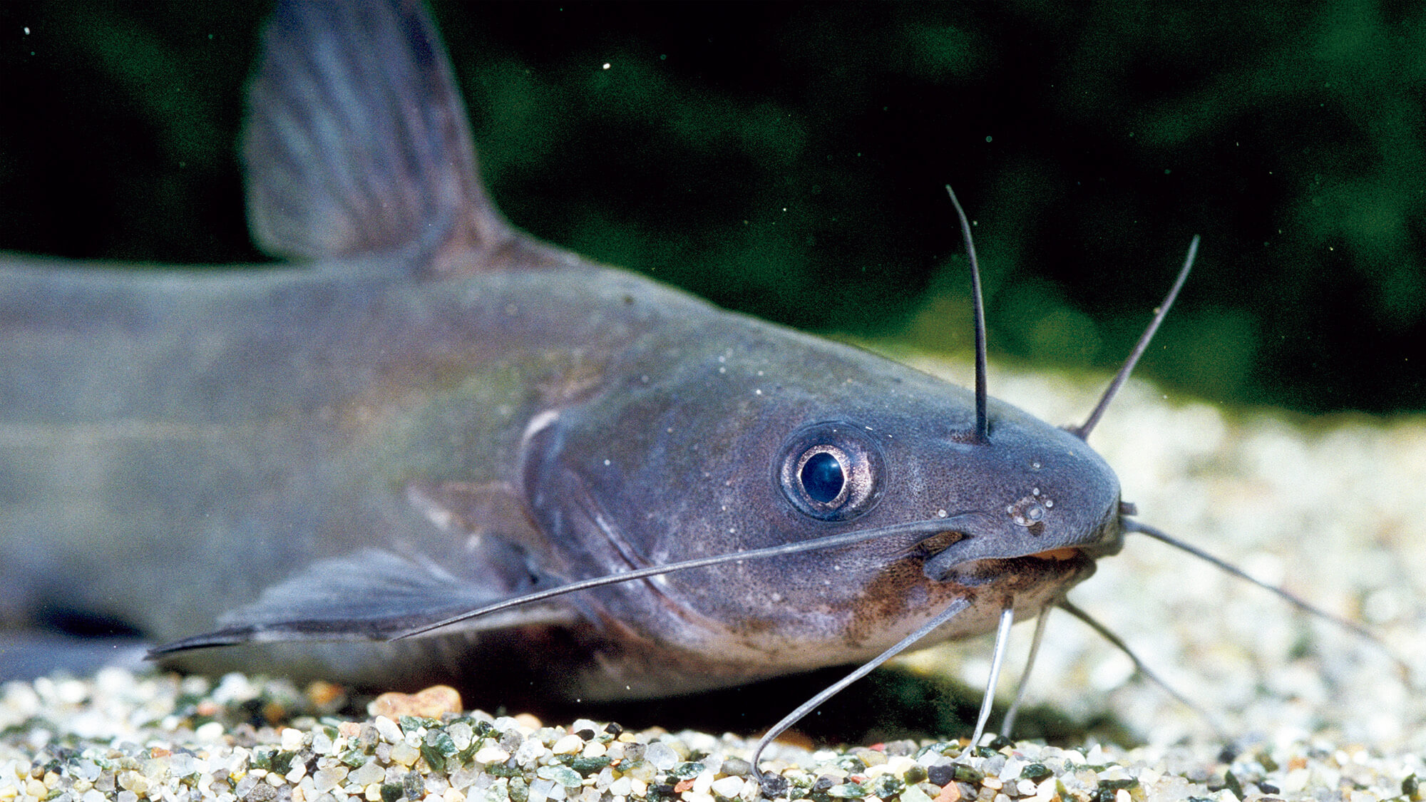 洋書　Freshwater Aquarium Fishes 淡水魚　大型本 7156a42454f887a3ae88958369f35d