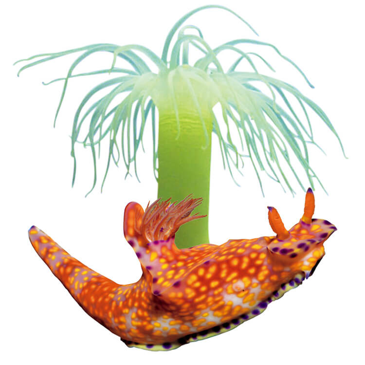 オオカワリギンチャク、ウミウシ