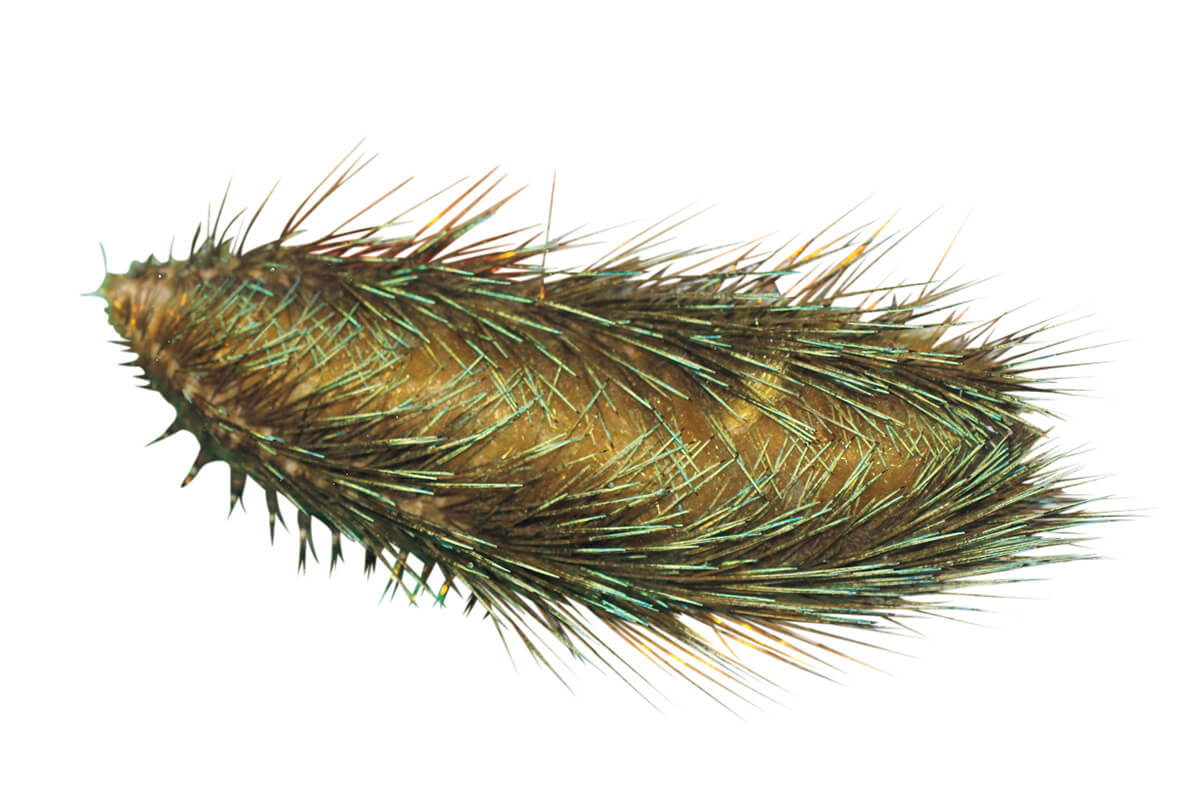 通いたい水族館。深海生物編