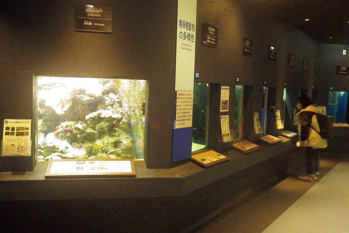 和歌山〈京都大学白浜水族館〉館内