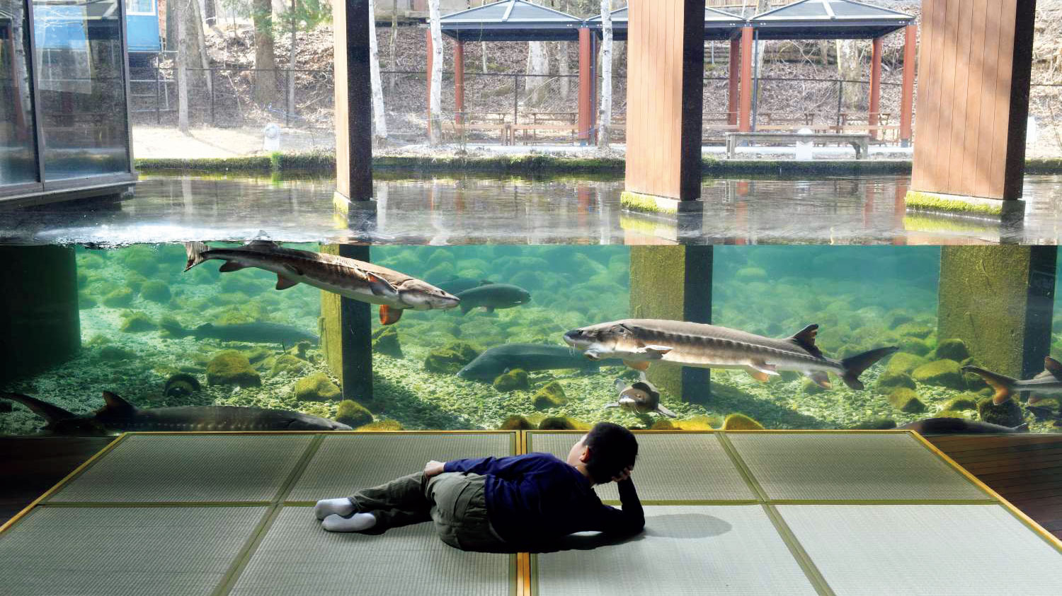 学校のプールにサメ？水槽に海女さん？唯一無二のおもしろ水族館6選
