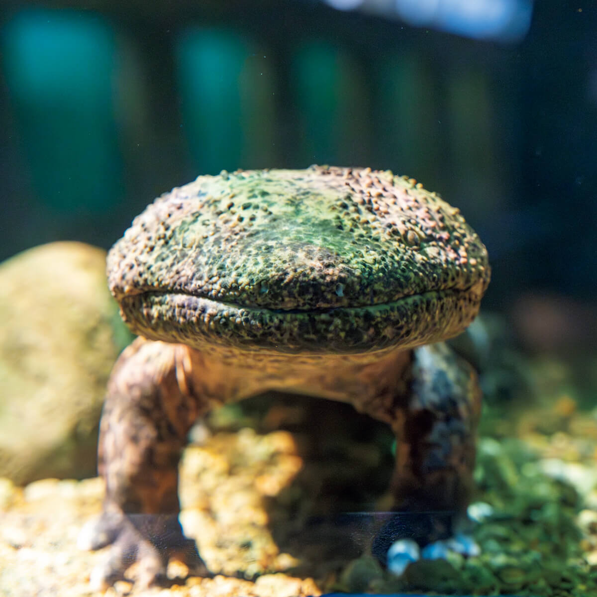 サンショウウオ