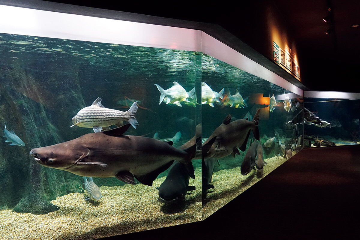 岐阜〈世界淡水魚園水族館アクア・トト ぎふ〉館内