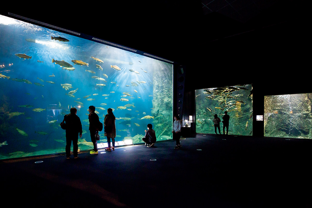 北海道〈サケのふるさと 千歳水族館〉館内