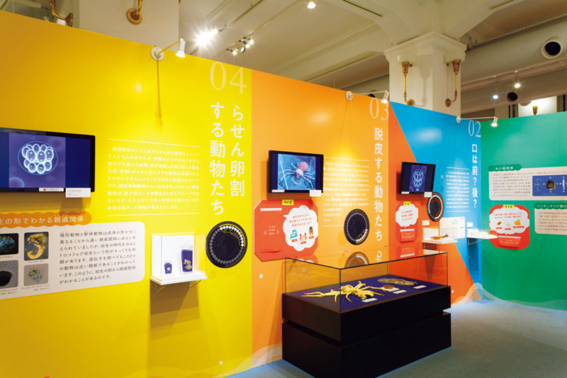 背骨を持たない生物たちはどう生きている?『知られざる海生無脊椎動物の世界』展が開催中 | ブルータス| BRUTUS.jp