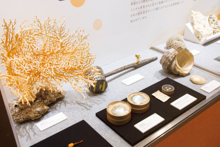 背骨を持たない生物たちはどう生きている?『知られざる海生無脊椎動物の世界』展が開催中 | ブルータス| BRUTUS.jp
