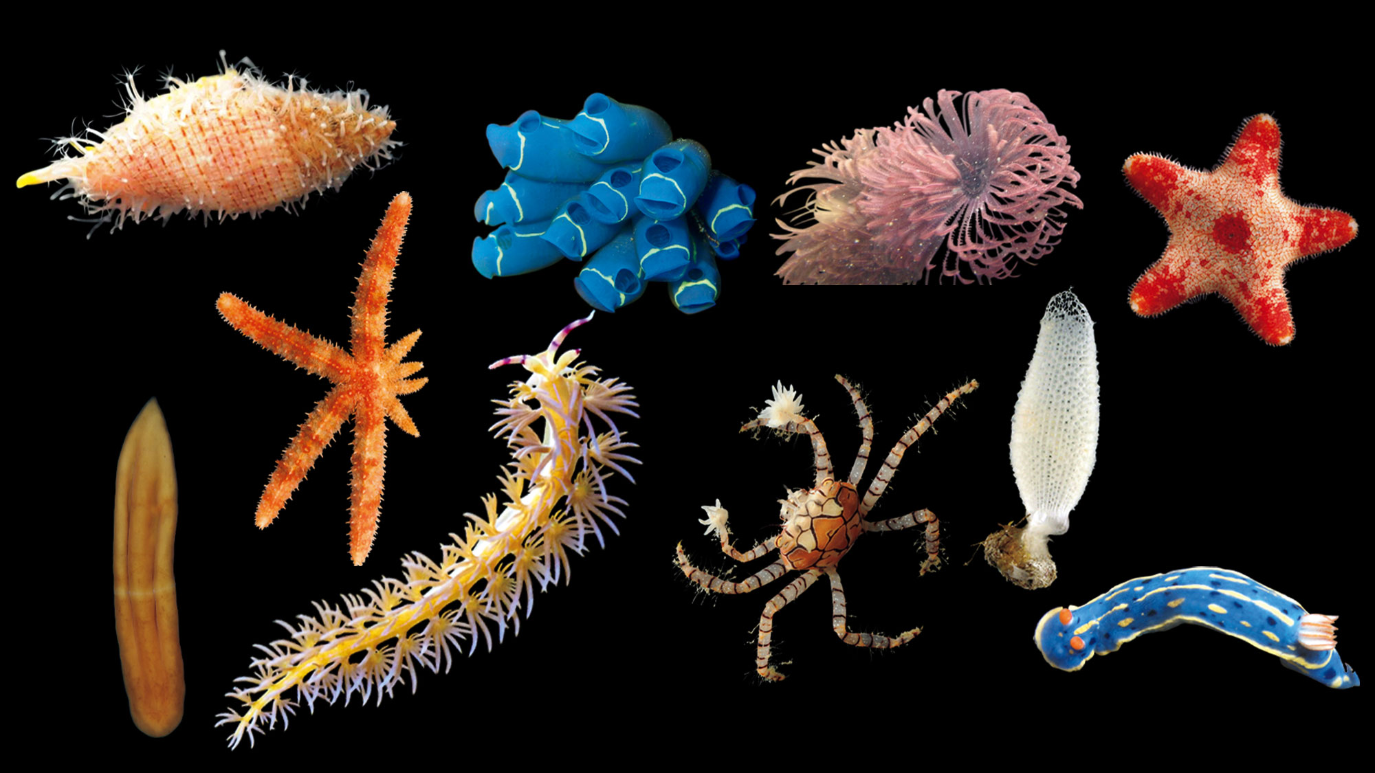 背骨を持たない生物たちはどう生きている?『知られざる海生無脊椎動物の世界』展が開催中 | ブルータス| BRUTUS.jp
