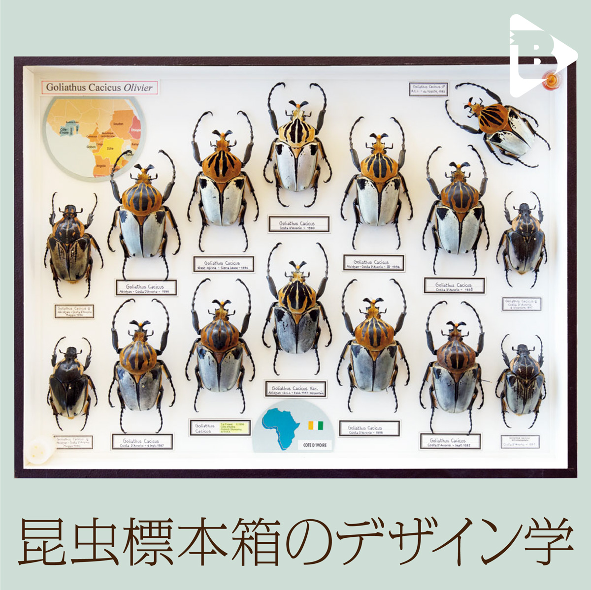 昆虫標本箱のデザイン学 | ブルータス| BRUTUS.jp