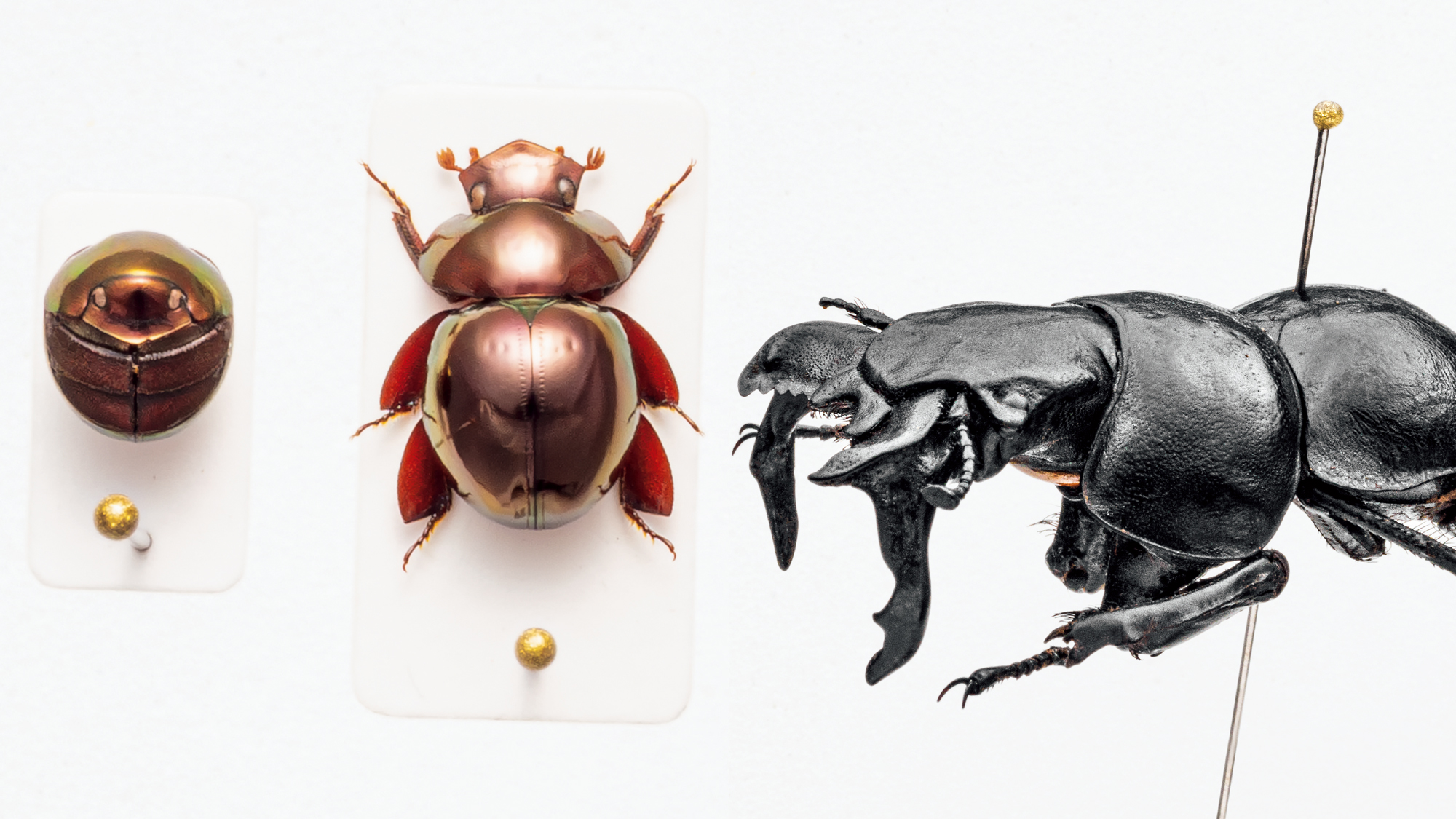 モードな虫図鑑。Dung Beetle【フンチュウ】 | ブルータス