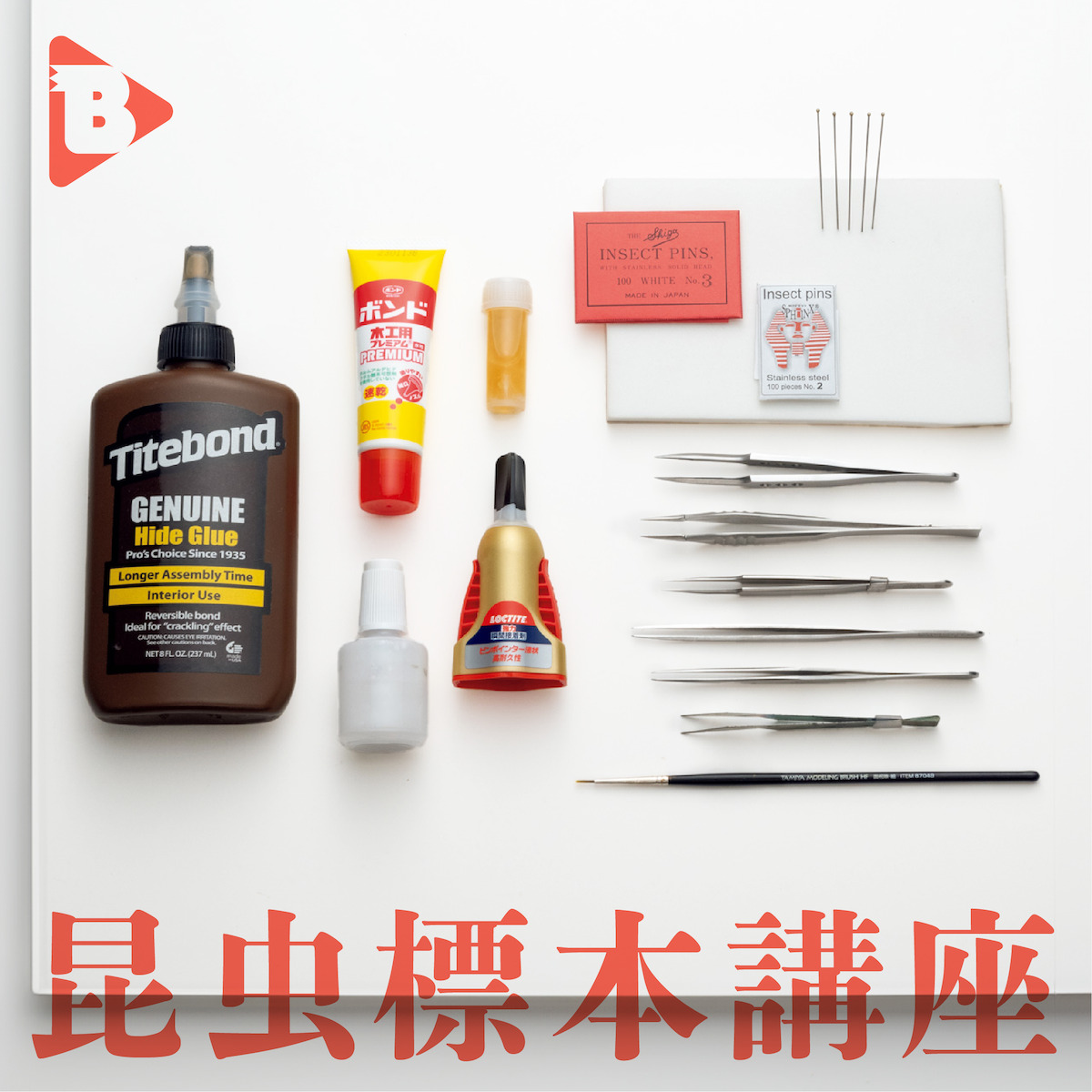 デイリーブルータス_昆虫標本講座