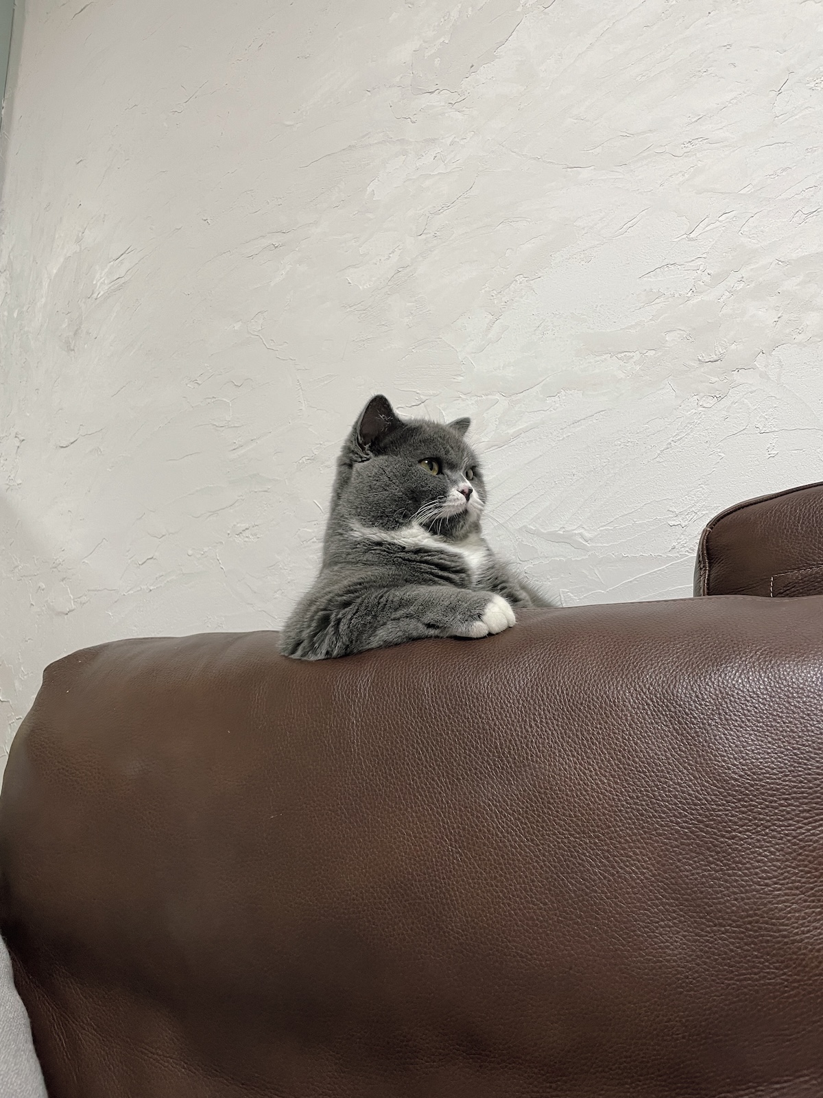 すももじろう（3歳）