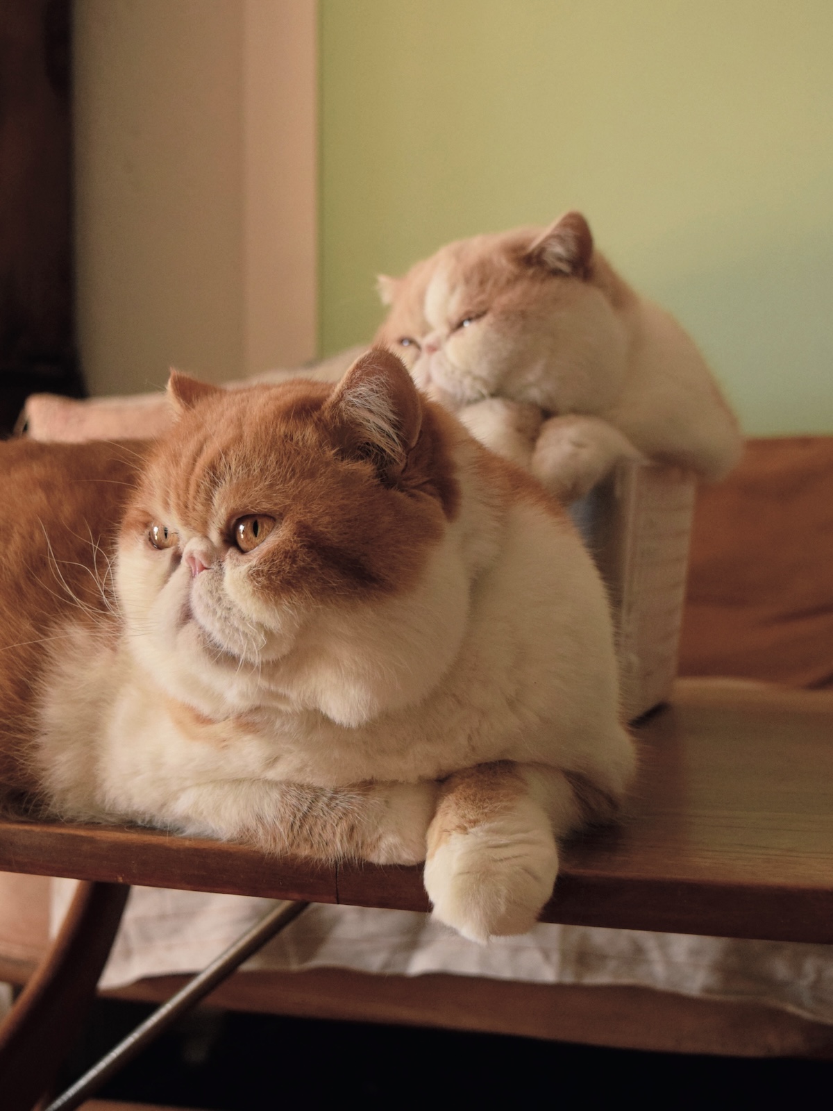 ネリ（7歳）／ トビ（7歳）