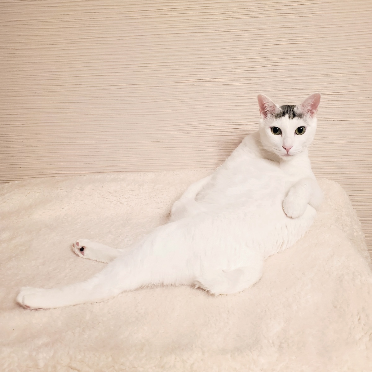 あつまれ！みんなの猫フォトコンテスト