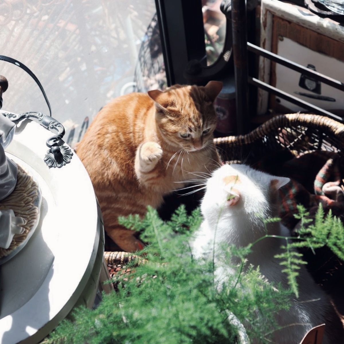 ミコ（1歳）／ネモ（3歳）