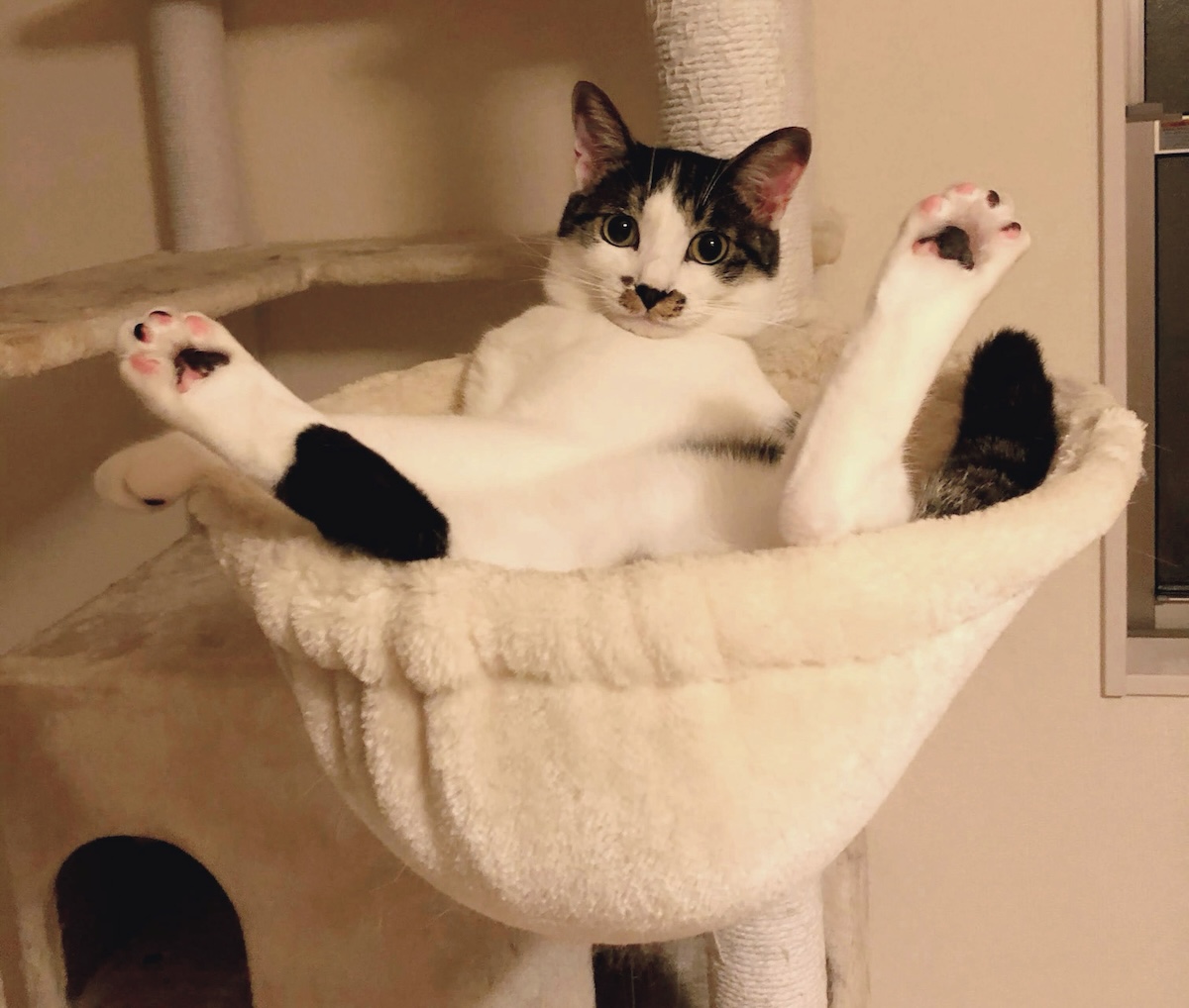 あつまれ！みんなの猫フォトコンテスト