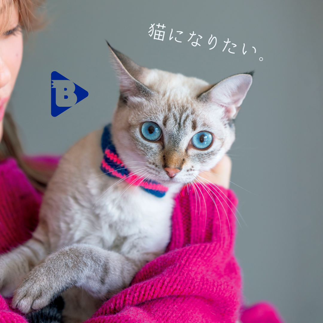デイリーブルータス_猫になりたい。