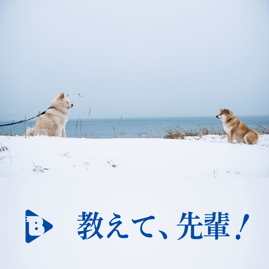 デイリーブルータス_教えて、先輩！