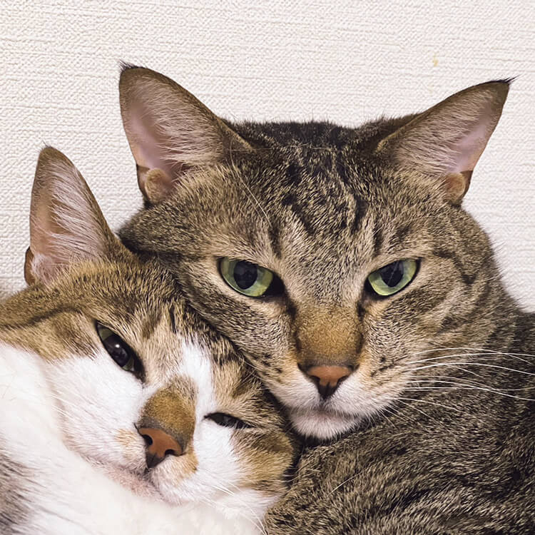 猫