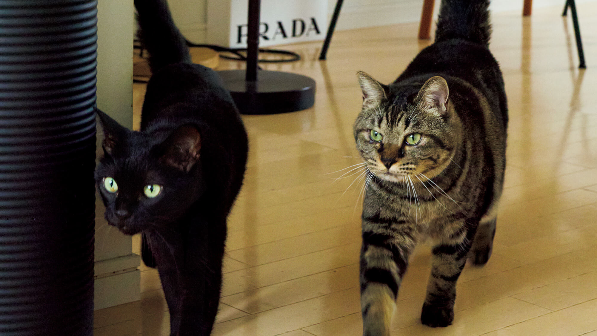 PURPLE THINGS〉デザイナー・菊乃も、猫飼い。「性格が真反対の我が道