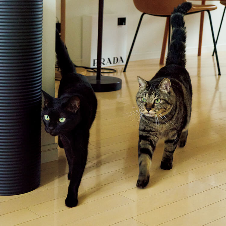 猫のサンとエーテ