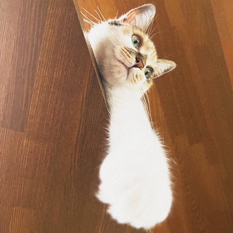 一乗ひかるの愛猫、ねんねん