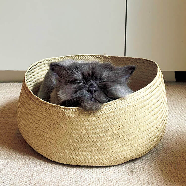 〈RoJean〉オーナーのレイコ・ラオクスも、猫飼い。「里親の決まりづらい成猫を家族に」エメラルド