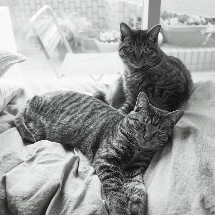 愛する猫の魅力は、どうすれば伝えられる？写真家・阿部裕介に学ぶ、猫写力